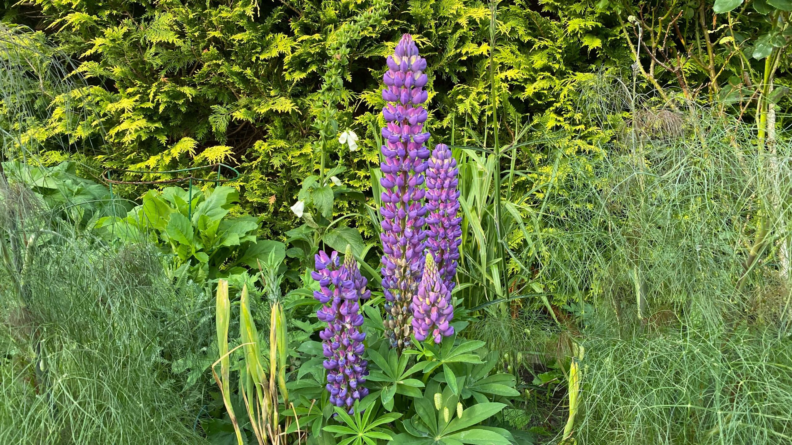 June Gardening - What To Do in the Garden in June june-gardening-lupins-purple