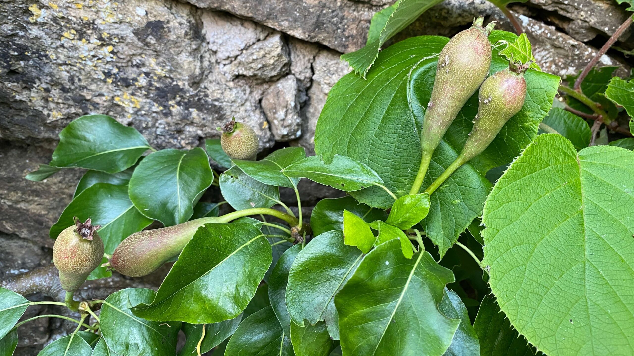 June Gardening - What To Do in the Garden in June june-gardening-pears