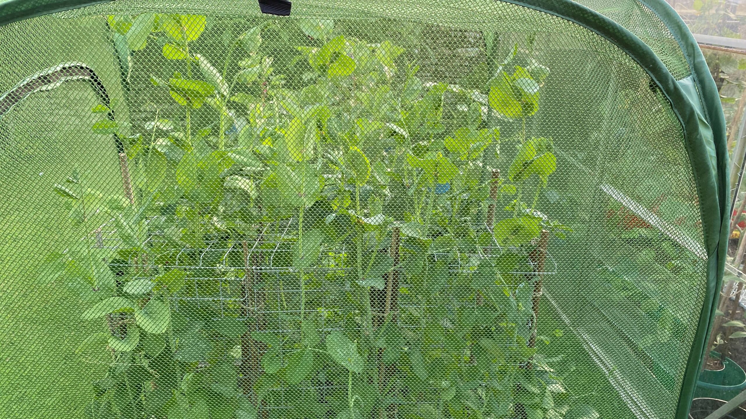 June Gardening - What To Do in the Garden in June june-gardening-peas