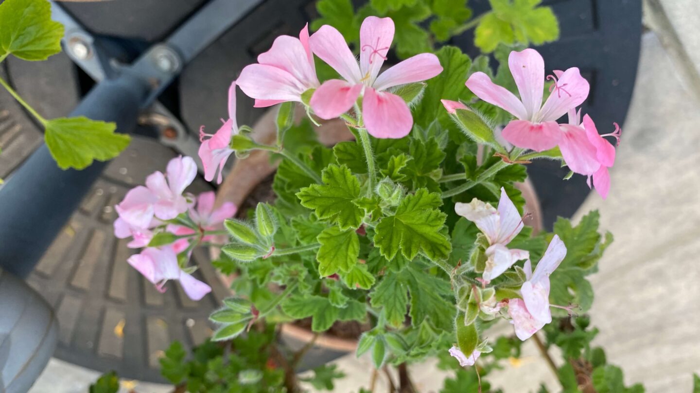 June Gardening - What To Do in the Garden in June june-gardening-pelargonium-edible