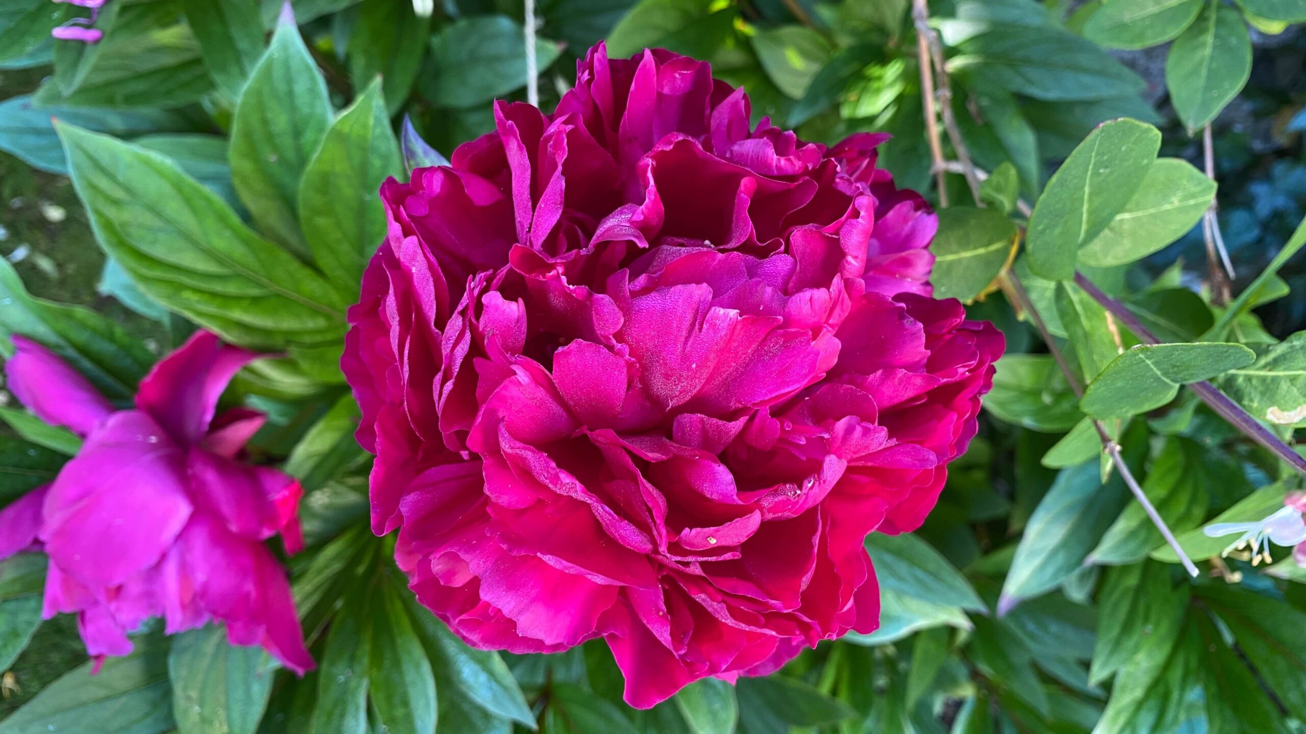 June Gardening - What To Do in the Garden in June june-gardening-peony-pink