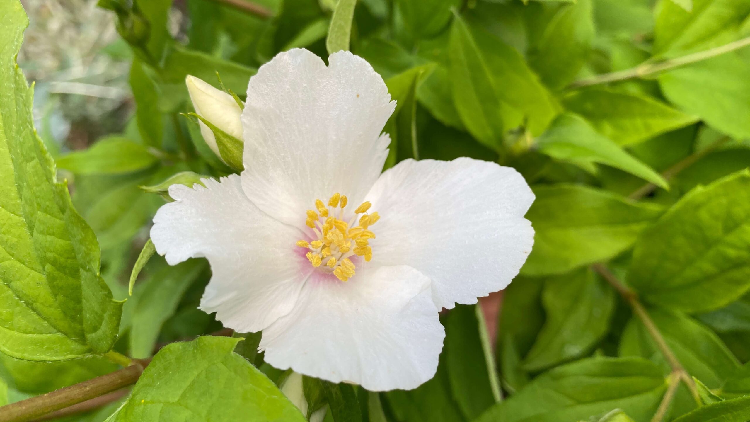 June Gardening - What To Do in the Garden in June june-gardening-philadelphus