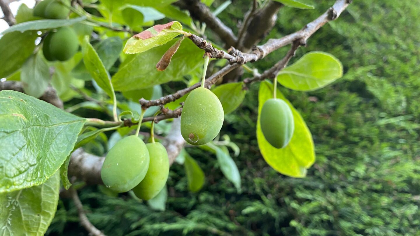 June Gardening - What To Do in the Garden in June june-gardening-plums