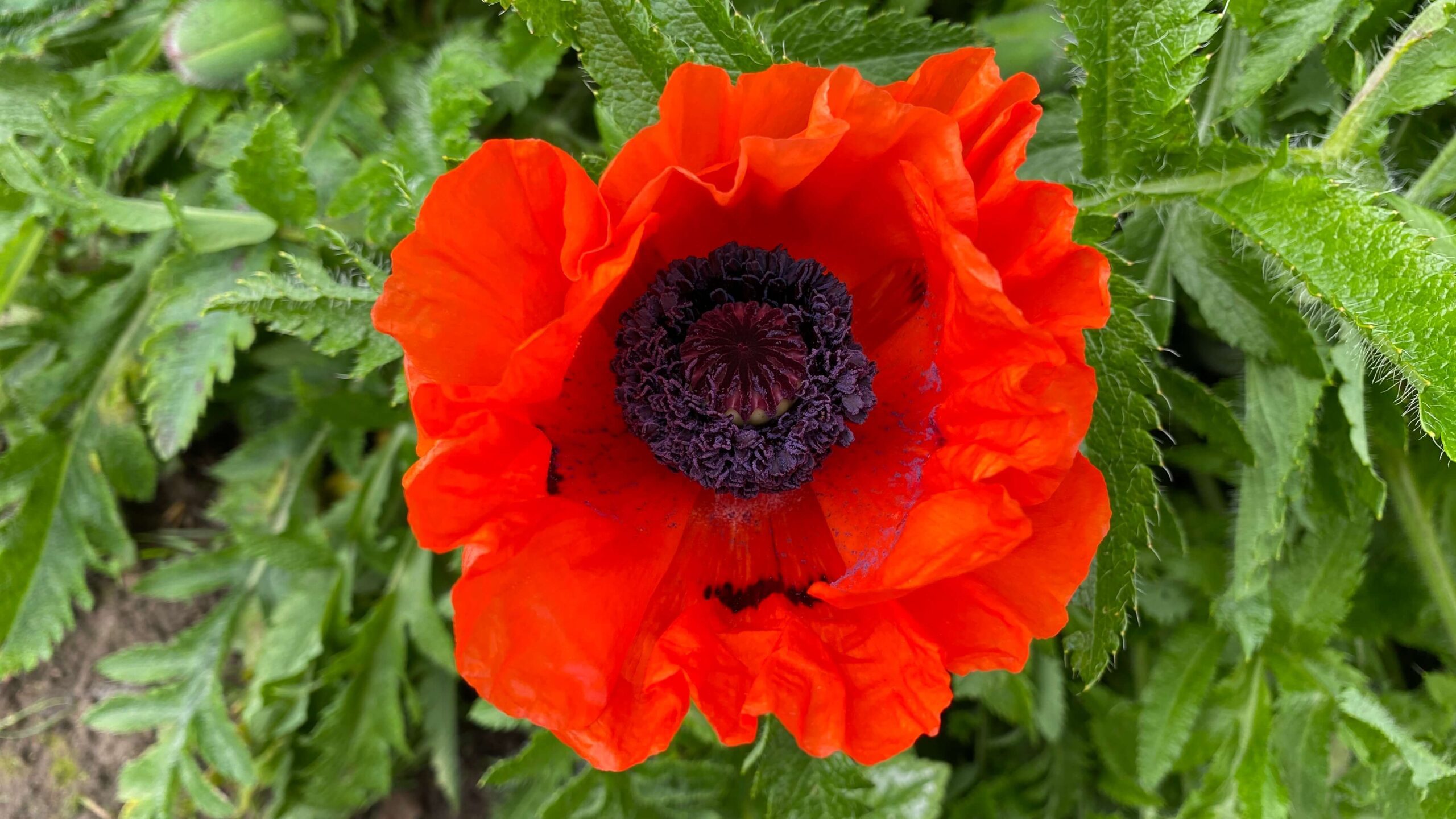 June Gardening - What To Do in the Garden in June june-gardening-poppy-red