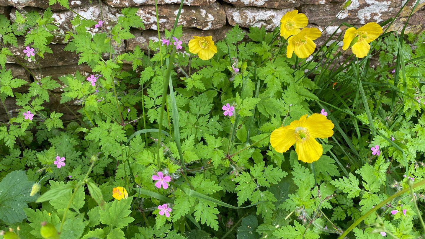 June Gardening - What To Do in the Garden in June june-gardening-poppy-yellow-herb-robert