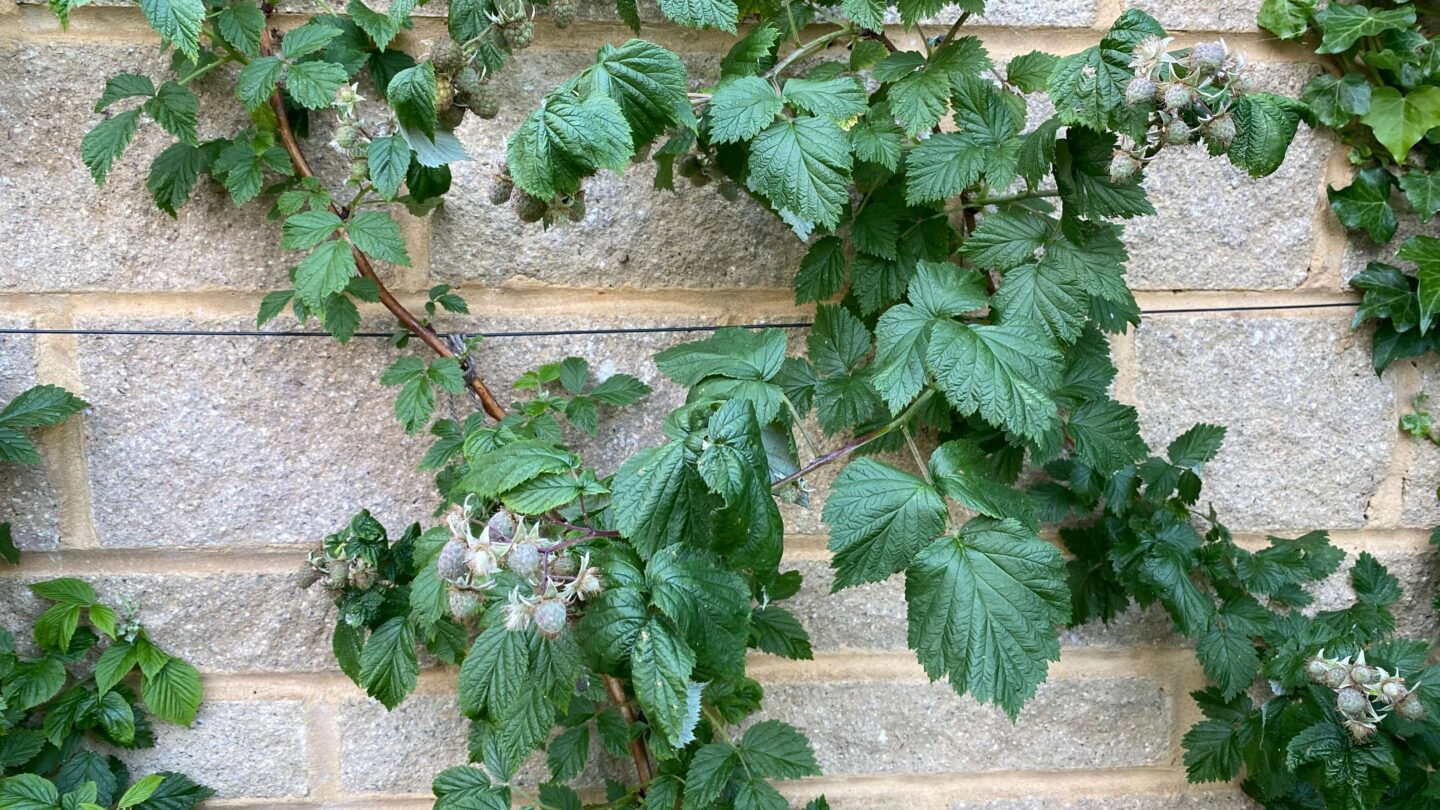 June Gardening - What To Do in the Garden in June june-gardening-raspberries