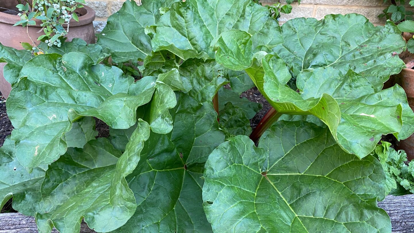 June Gardening - What To Do in the Garden in June june-gardening-rhubarb
