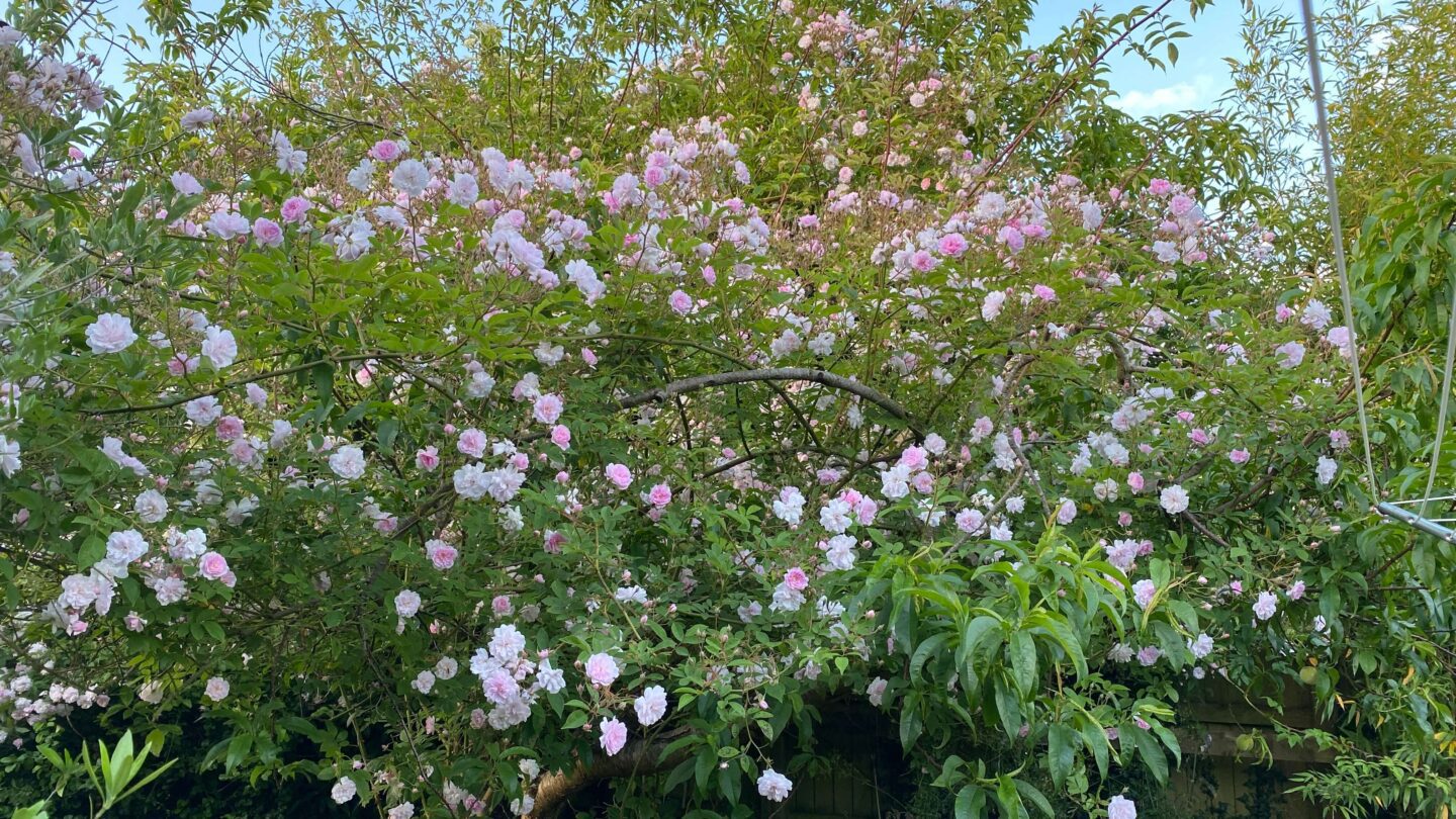 June Gardening - What To Do in the Garden in June june-gardening-rose-Pauls-Himalayan-Musk-01