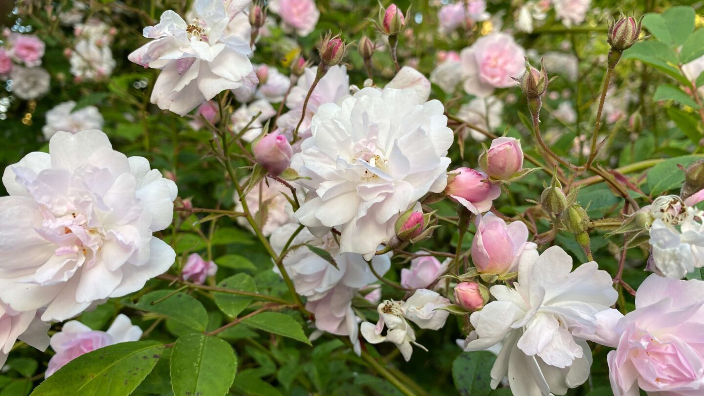June Gardening - What To Do in the Garden in June june-gardening-rose-Pauls-Himalayan-Musk-02