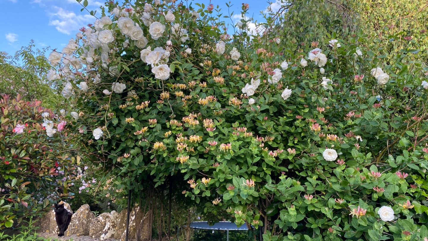 June Gardening - What To Do in the Garden in June june-gardening-rose-and-honeysuckle