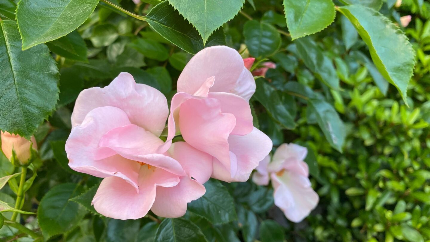 June Gardening - What To Do in the Garden in June june-gardening-rose-pale-pink