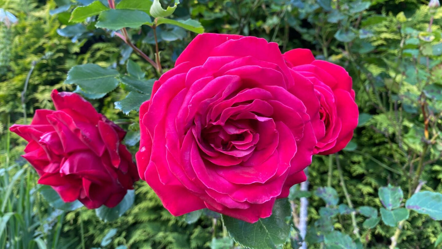 June Gardening - What To Do in the Garden in June june-gardening-rose-pink