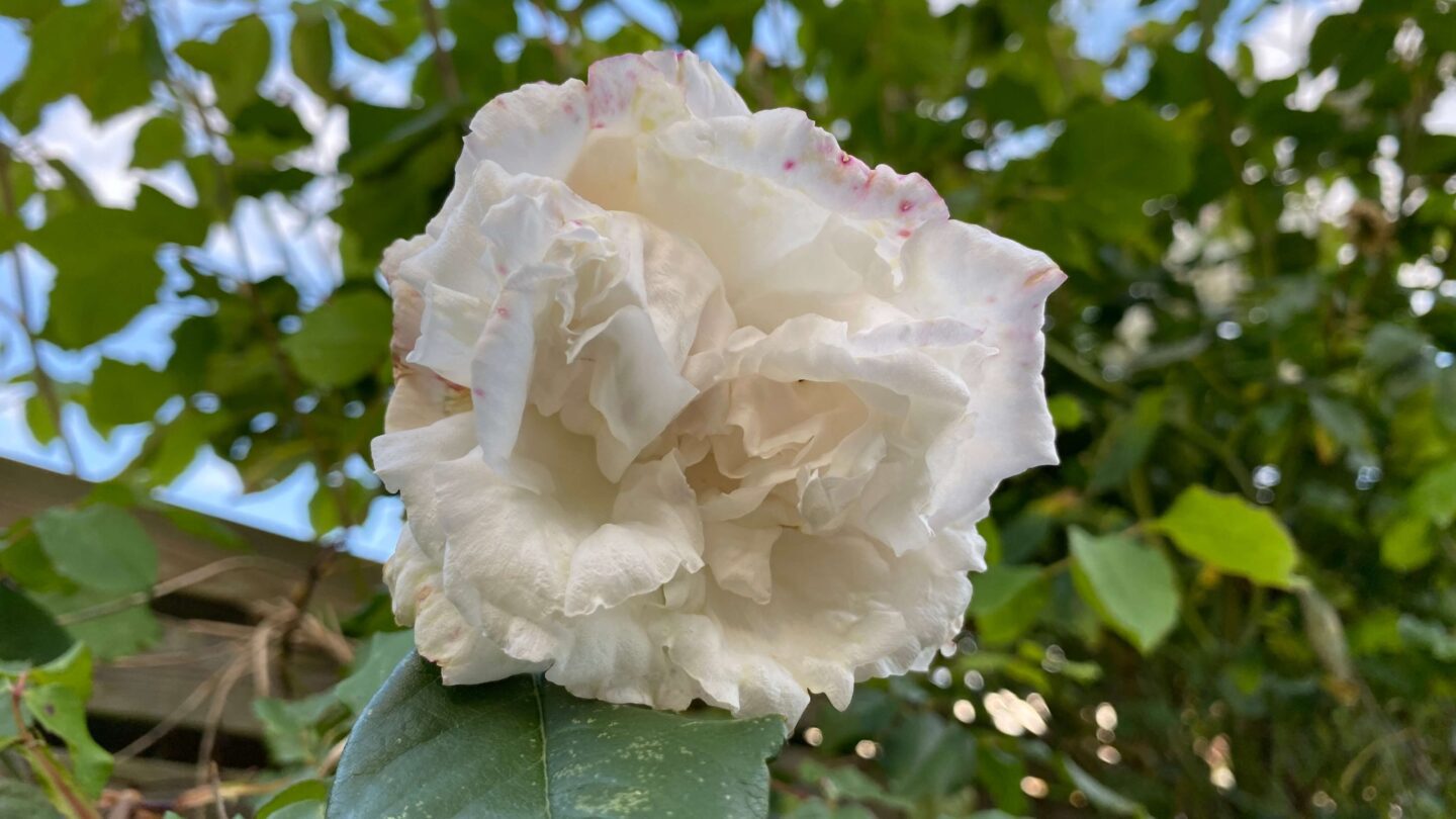 June Gardening - What To Do in the Garden in June june-gardening-rose-white