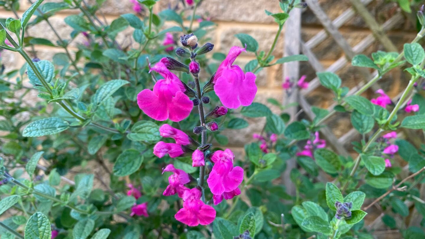 June Gardening - What To Do in the Garden in June june-gardening-salvia-pink