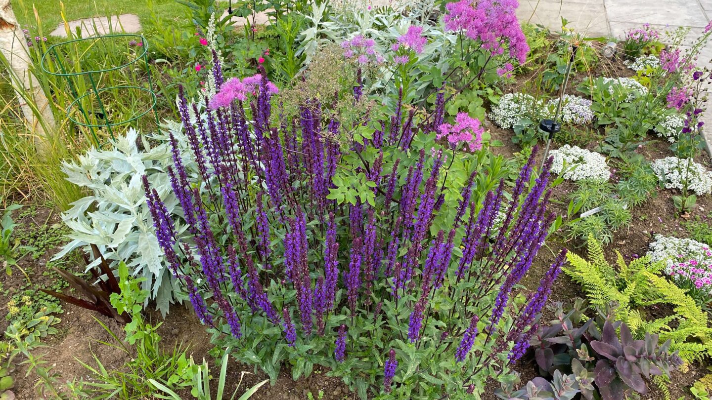 June Gardening - What To Do in the Garden in June june-gardening-salvia-purple