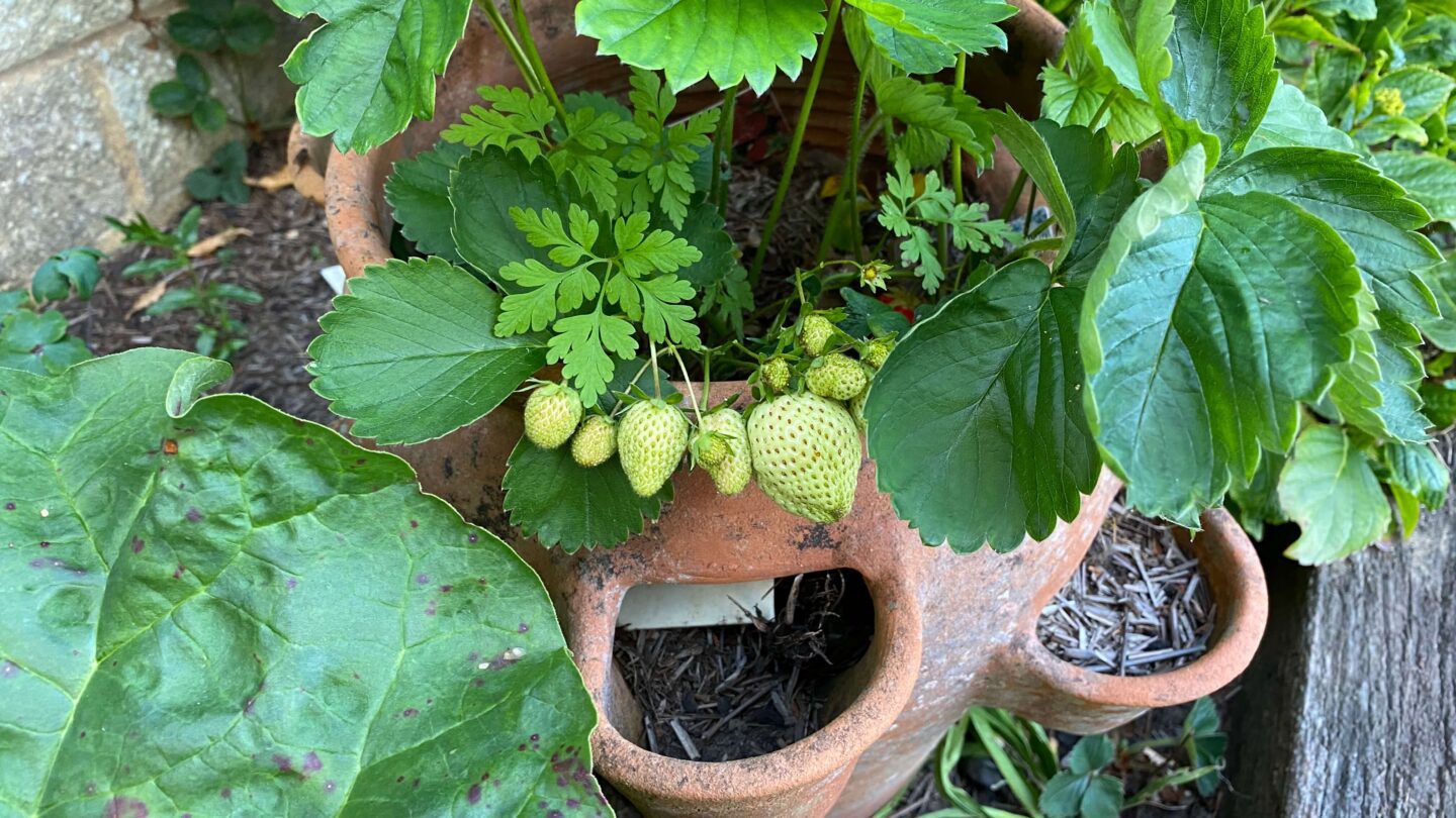 June Gardening - What To Do in the Garden in June june-gardening-strawberries