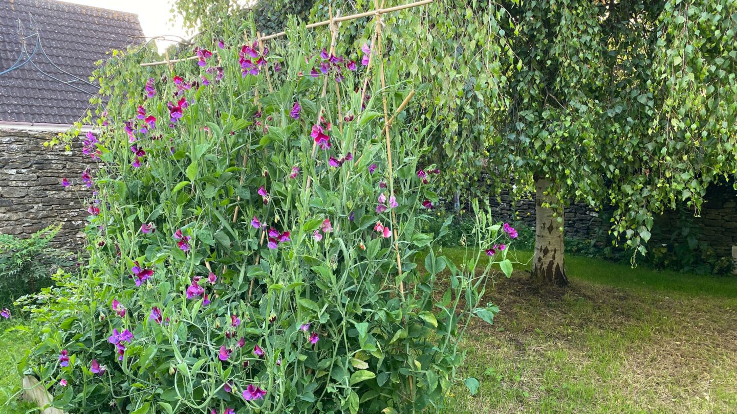 June Gardening - What To Do in the Garden in June june-gardening-sweet-peas