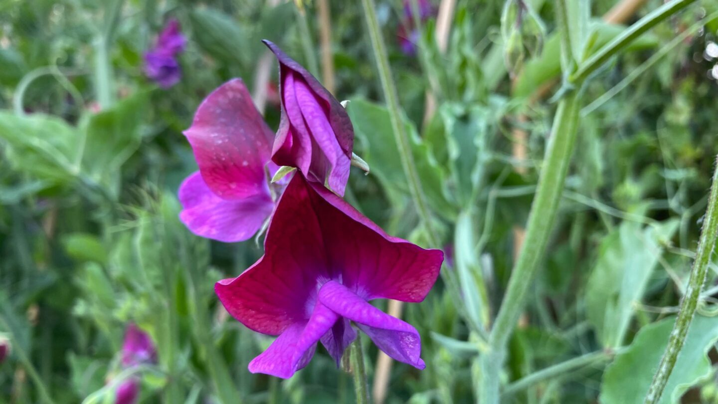 June Gardening - What To Do in the Garden in June june-gardening-sweet-peas-close-up