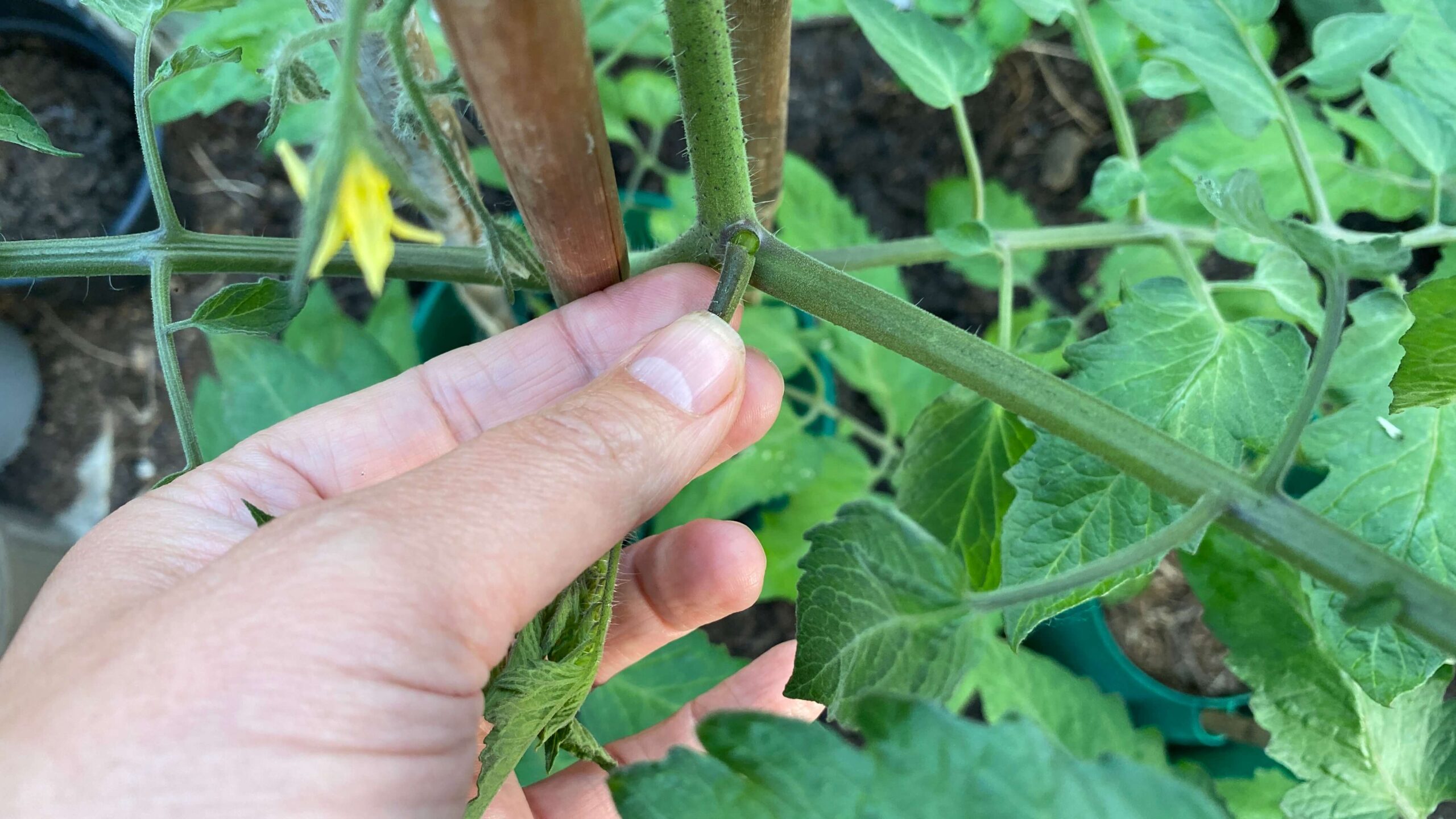 June Gardening - What To Do in the Garden in June june-gardening-tomato-side-shoots