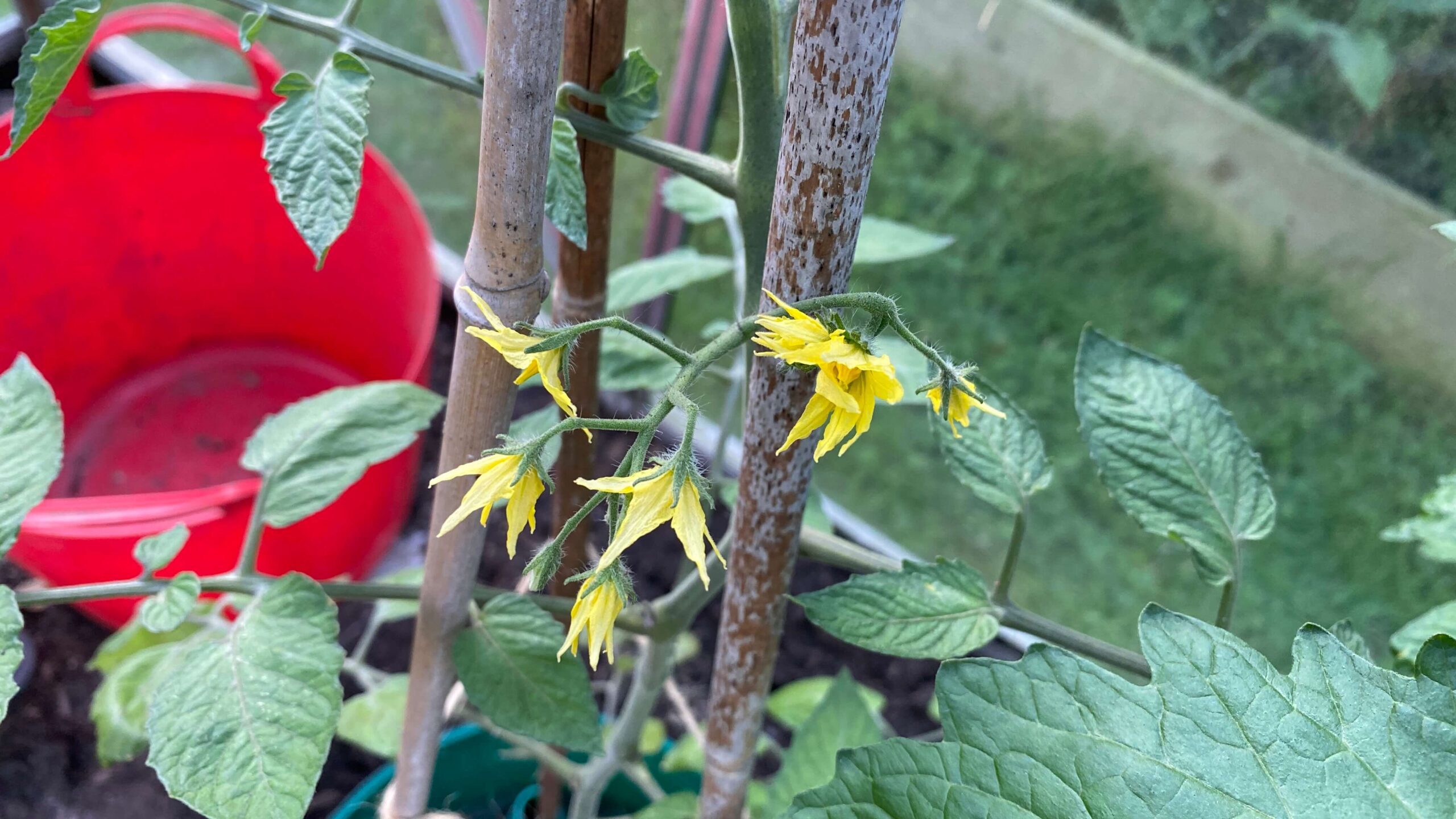 June Gardening - What To Do in the Garden in June june-gardening-tomatoes