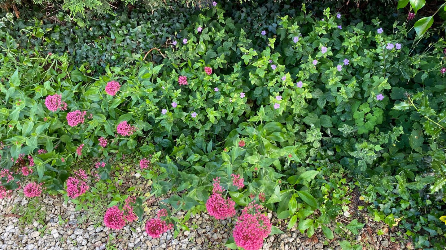 June Gardening - What To Do in the Garden in June june-gardening-valerian-nodosum