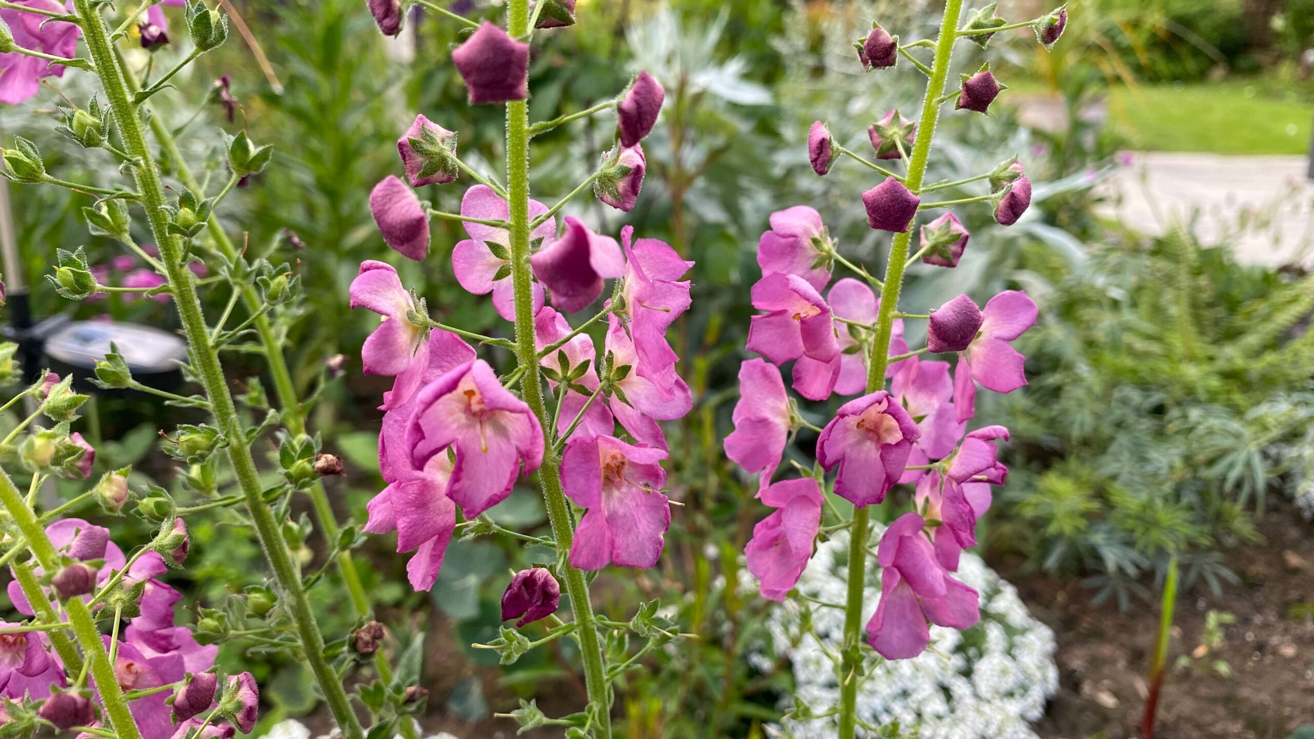 June Gardening - What To Do in the Garden in June june-gardening-verbascum-pink