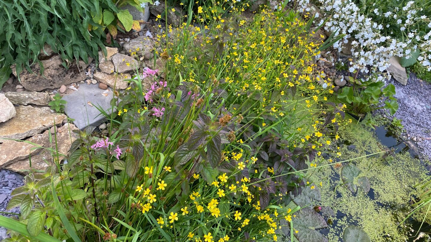 June Gardening - What To Do in the Garden in June june-gardening-water-buttercup