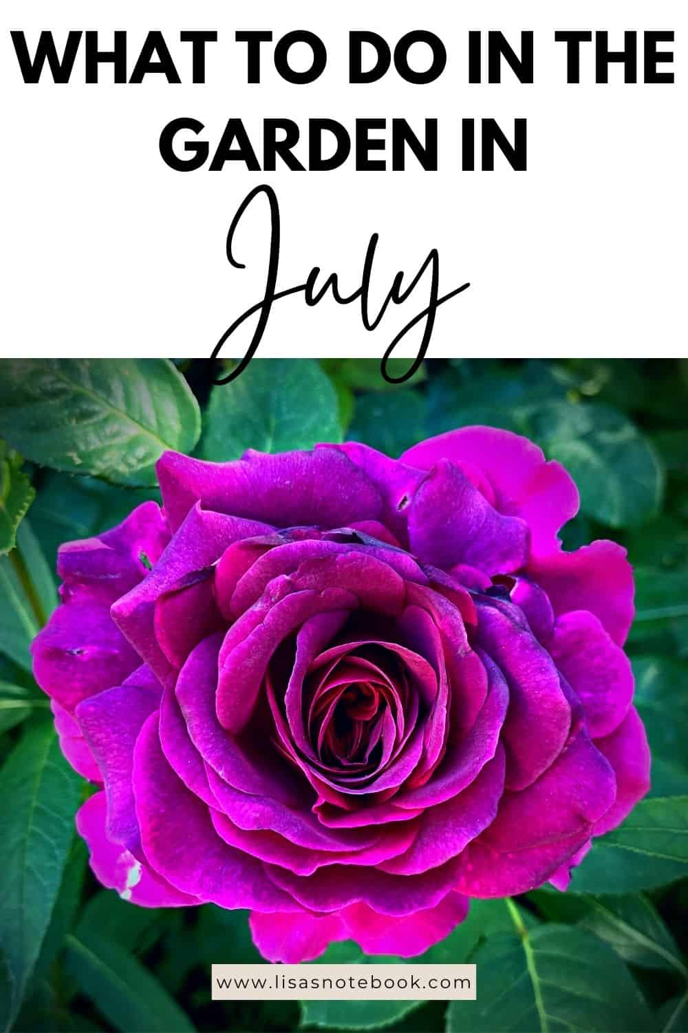 July Gardening - What To Do in the Garden in July July-gardening-purple-rose-pinterest