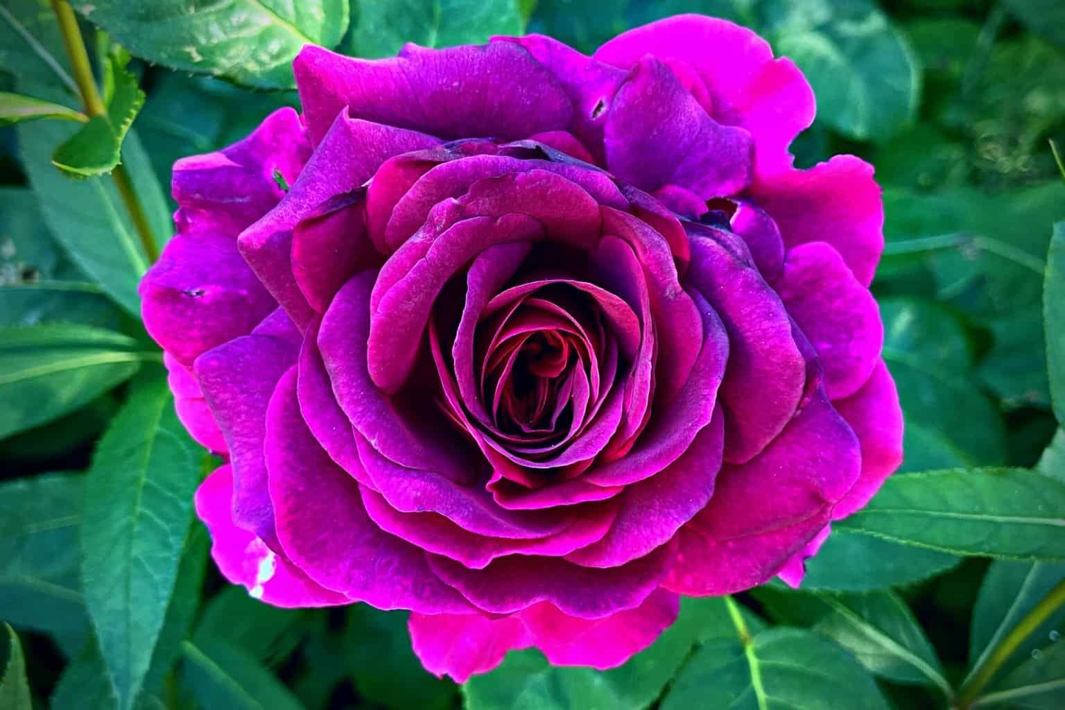 July Gardening - What To Do in the Garden in July July-gardening-purple-rose