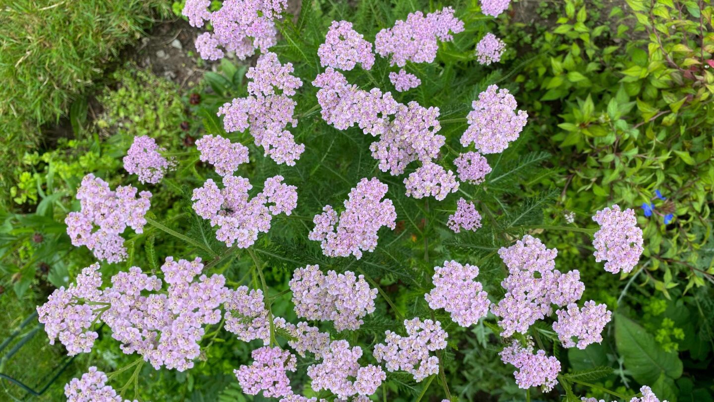 July Gardening - What To Do in the Garden in July july-gardening-achillea-lilac