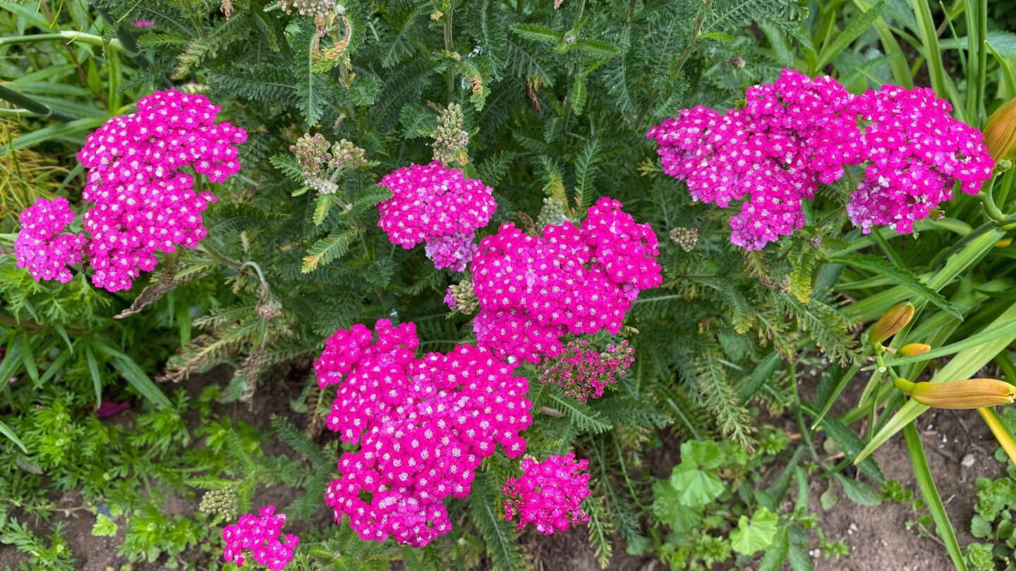 July Gardening - What To Do in the Garden in July july-gardening-achillea-pink