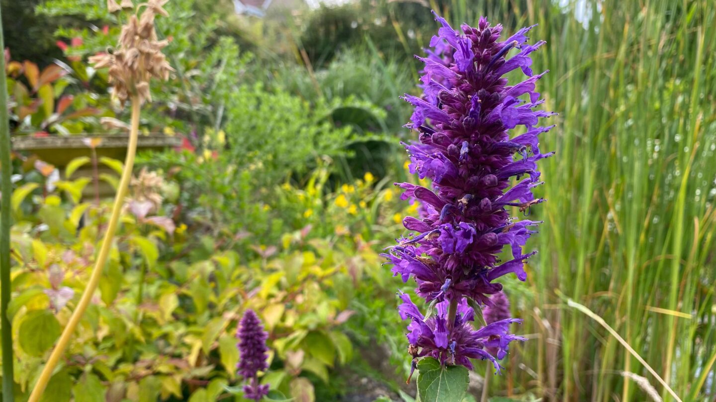 July Gardening - What To Do in the Garden in July july-gardening-agastache