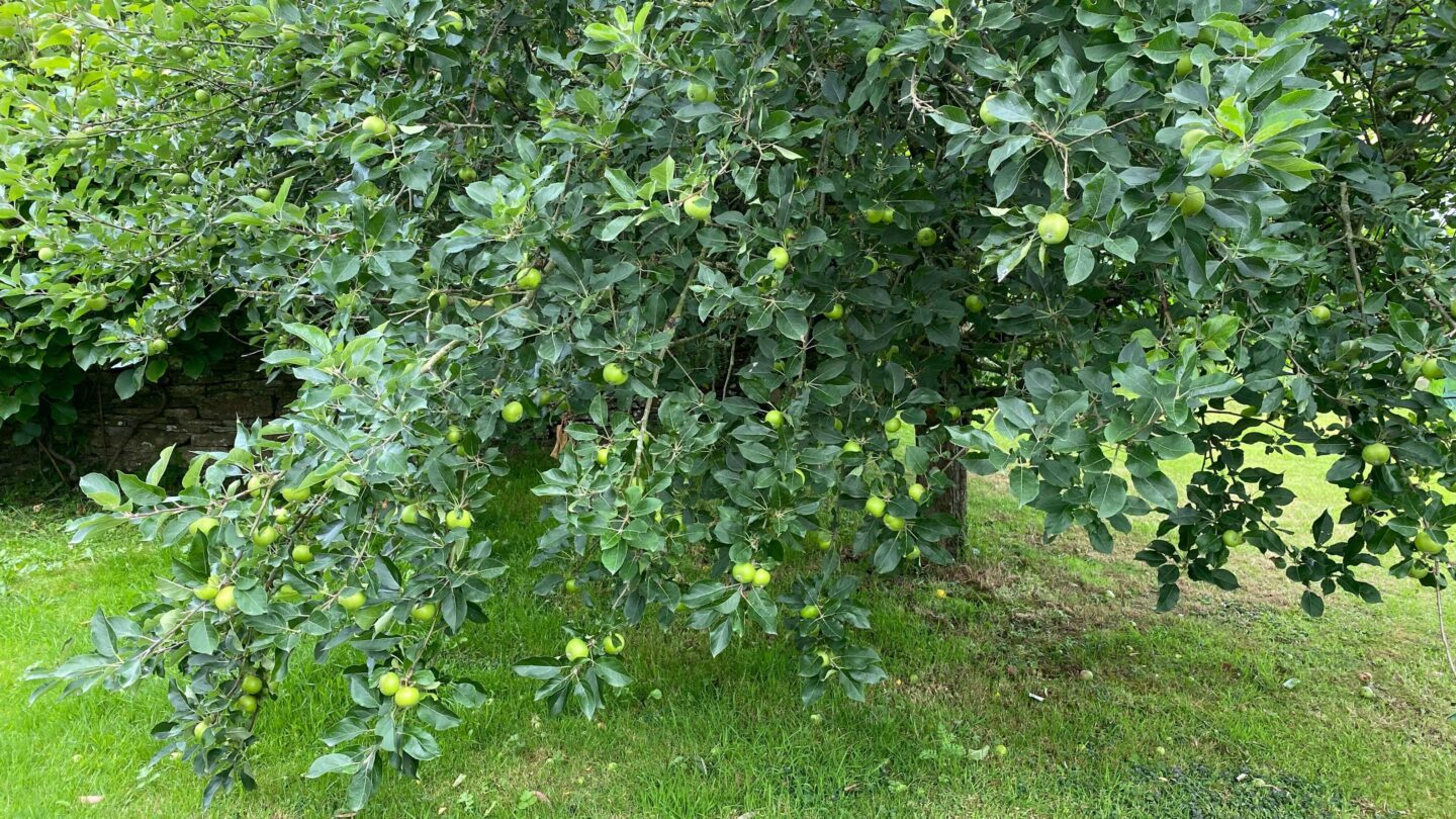 July Gardening - What To Do in the Garden in July july-gardening-apples