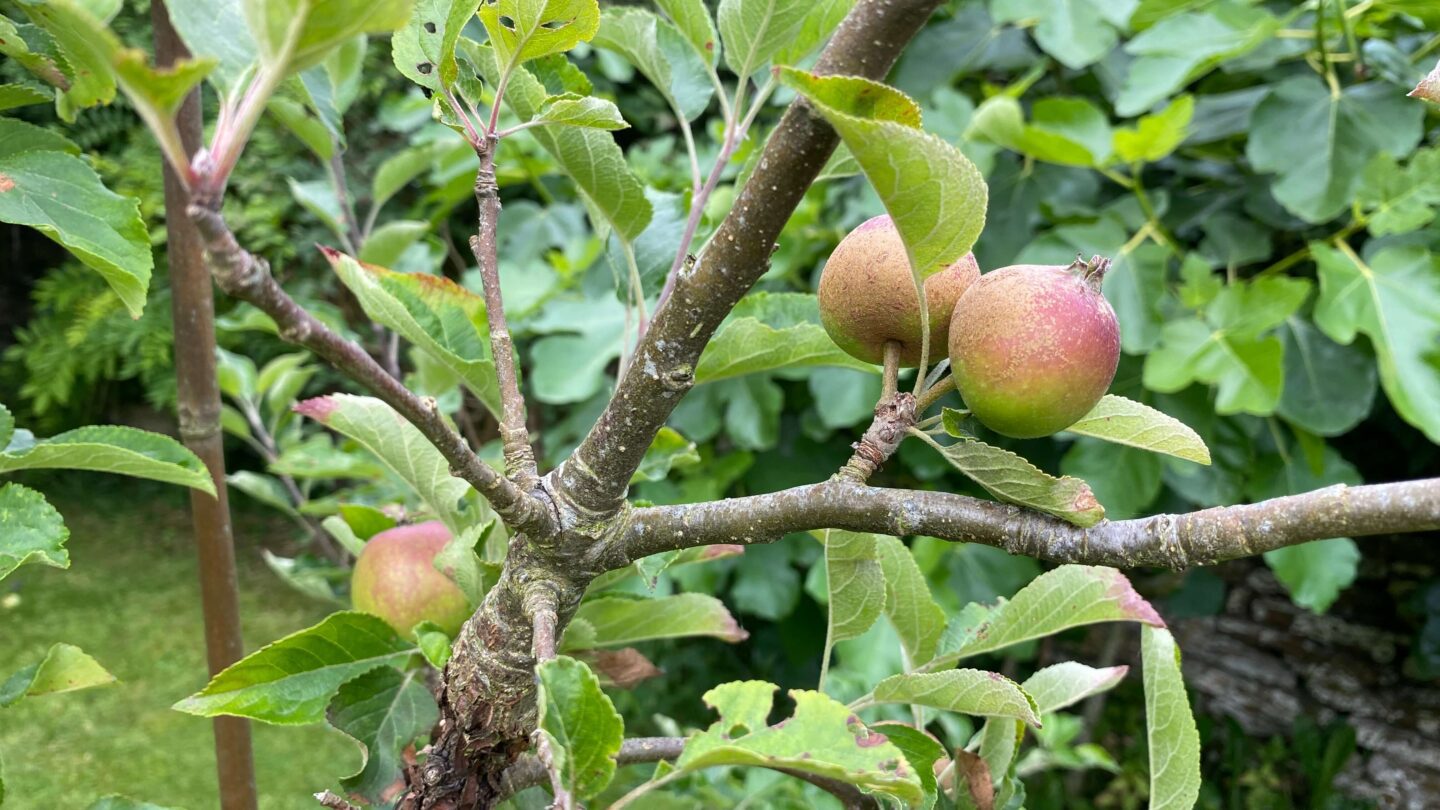 July Gardening - What To Do in the Garden in July july-gardening-apples-bramley
