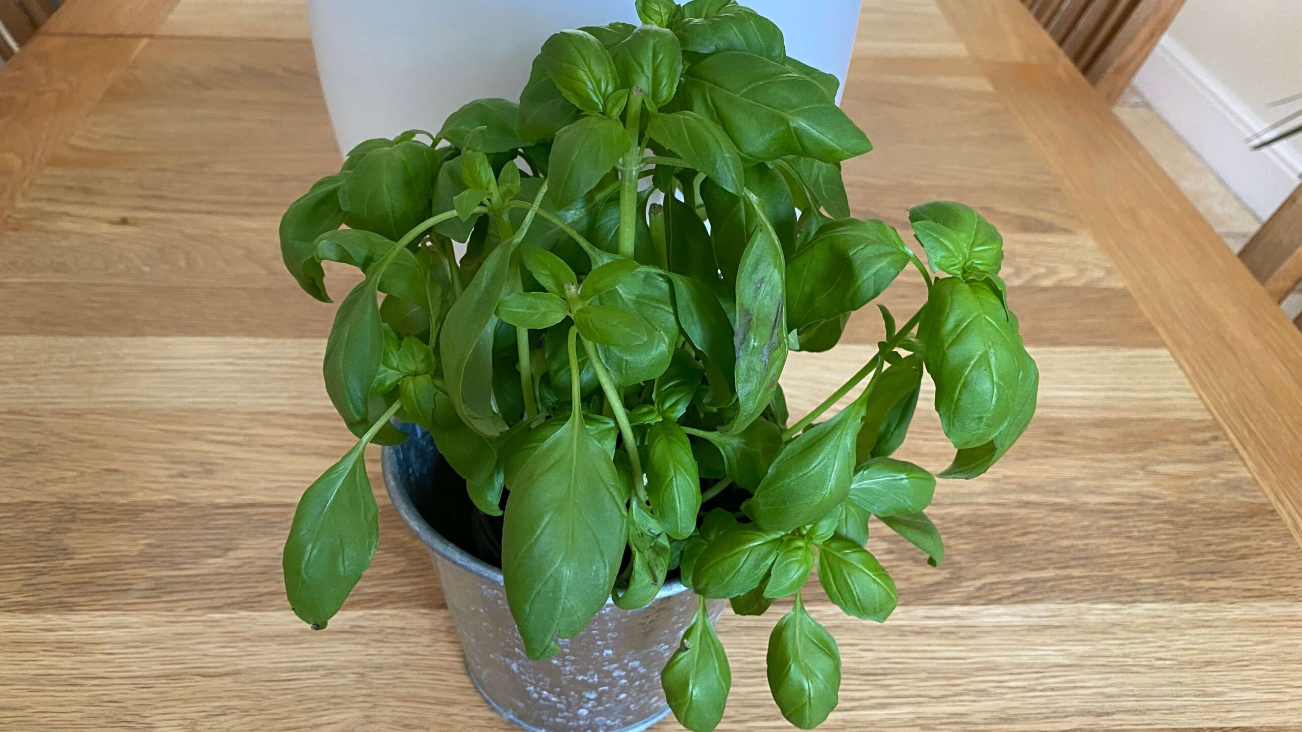 July Gardening - What To Do in the Garden in July july-gardening-basil