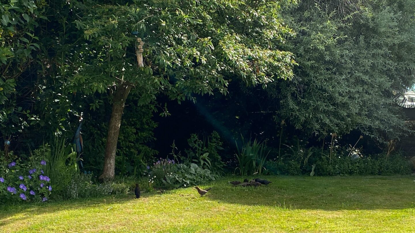 July Gardening - What To Do in the Garden in July july-gardening-birds-feeding