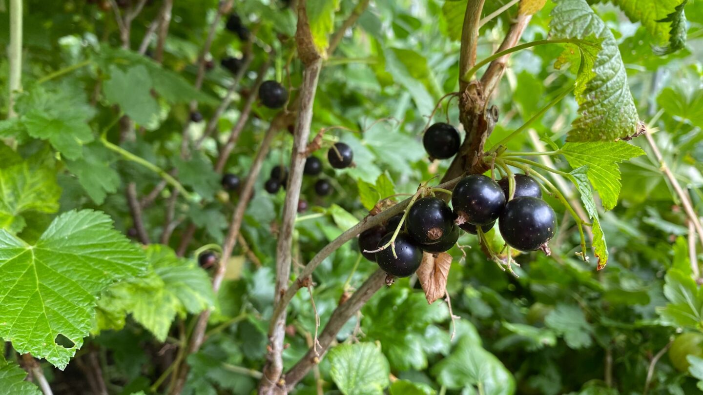 July Gardening - What To Do in the Garden in July july-gardening-blackcurrants