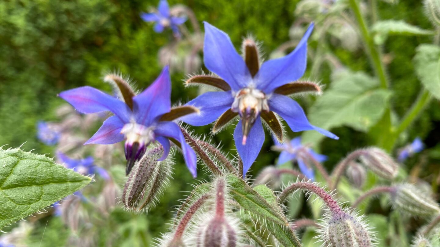 July Gardening - What To Do in the Garden in July july-gardening-borage