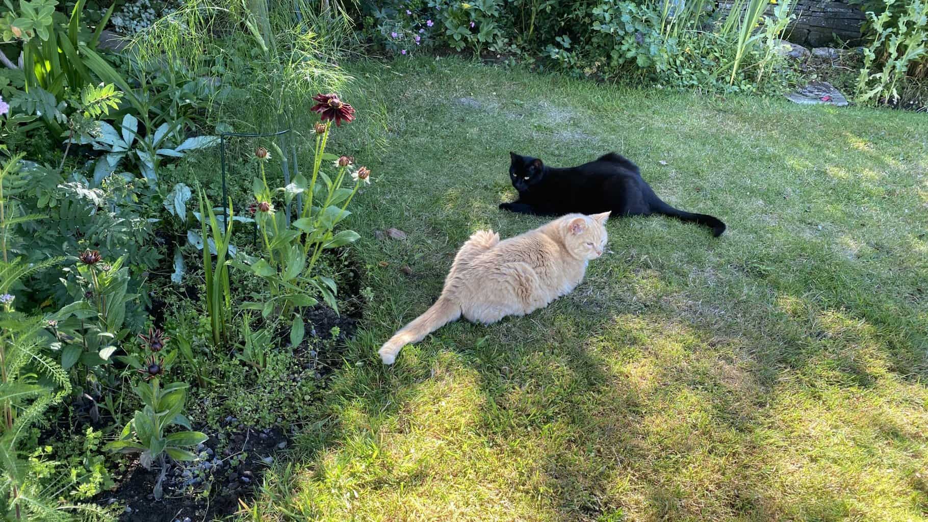 July Gardening - What To Do in the Garden in July july-gardening-cat-ginger-and-black