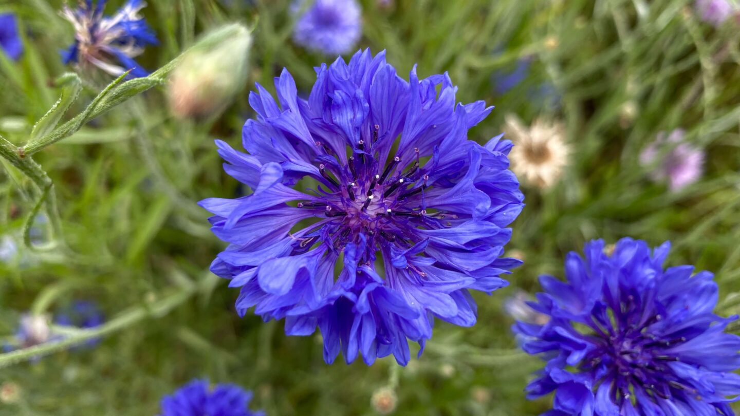 July Gardening - What To Do in the Garden in July july-gardening-cornflowers-blue