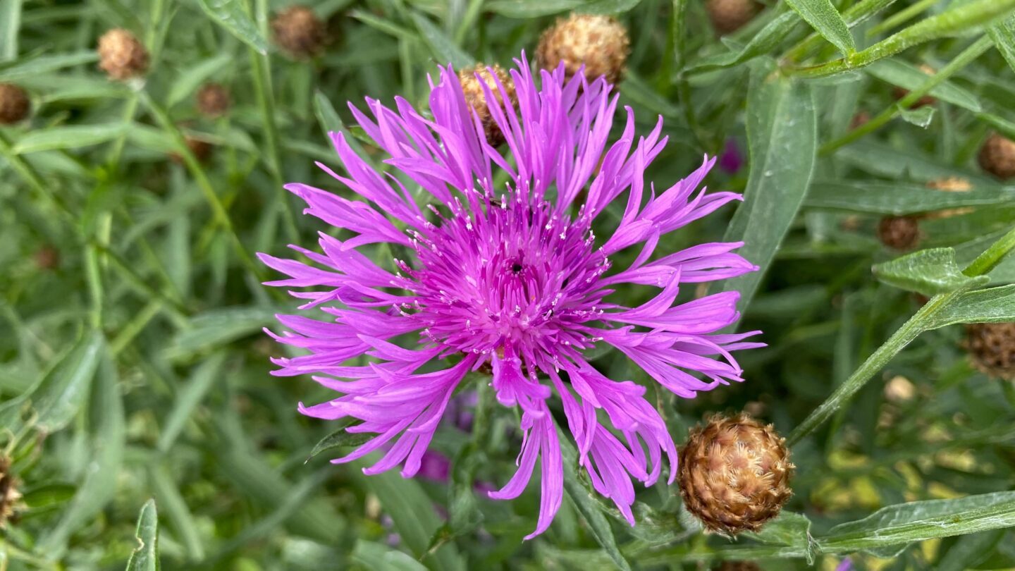 July Gardening - What To Do in the Garden in July july-gardening-cornflowers-purple