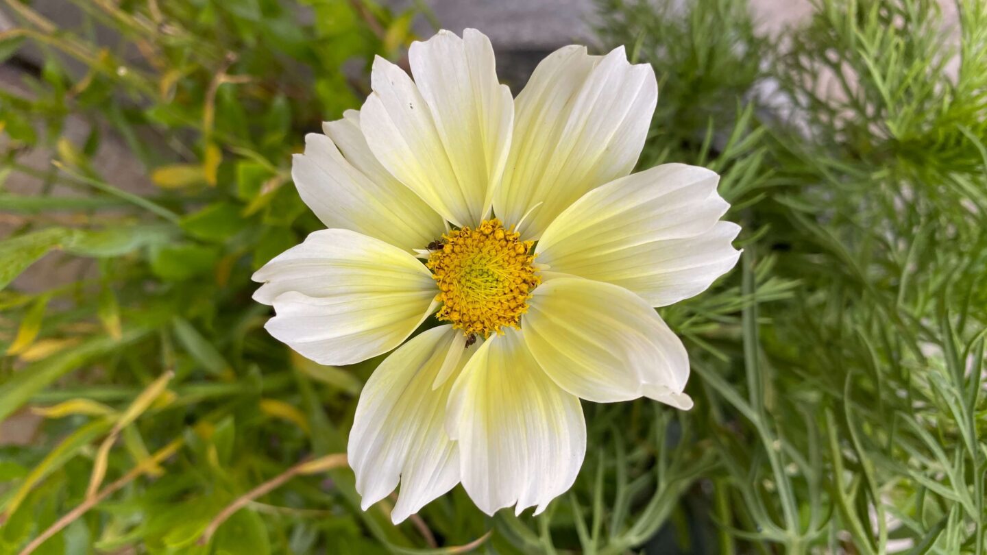 July Gardening - What To Do in the Garden in July july-gardening-cosmos