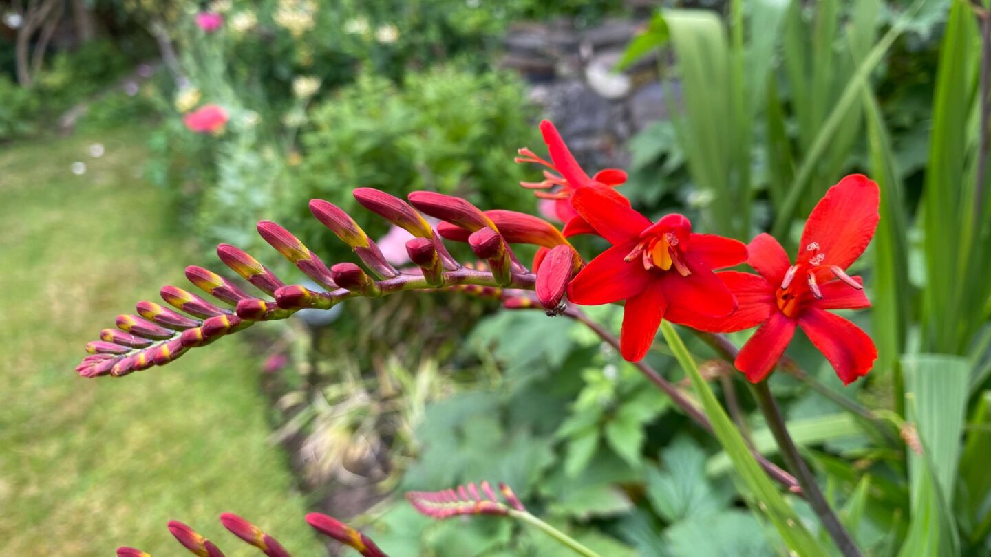 July Gardening - What To Do in the Garden in July july-gardening-crocosmia