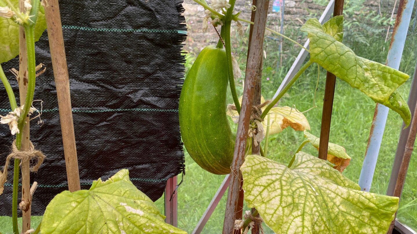 July Gardening - What To Do in the Garden in July july-gardening-cucumber