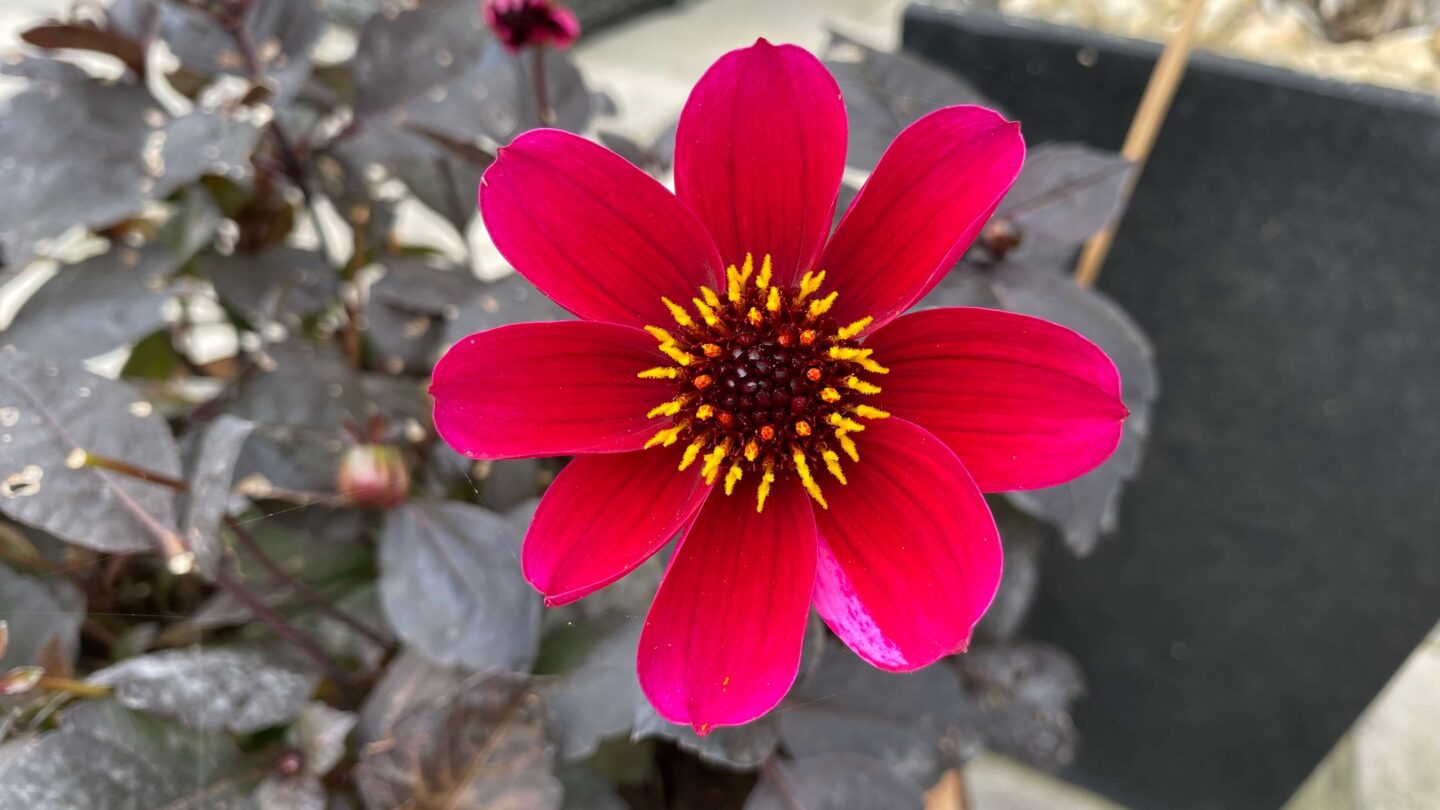 July Gardening - What To Do in the Garden in July july-gardening-dahlia-roxy