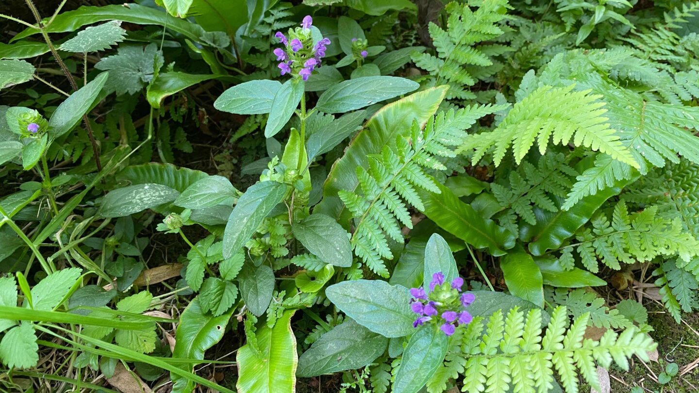 July Gardening - What To Do in the Garden in July july-gardening-ferns-woundwort