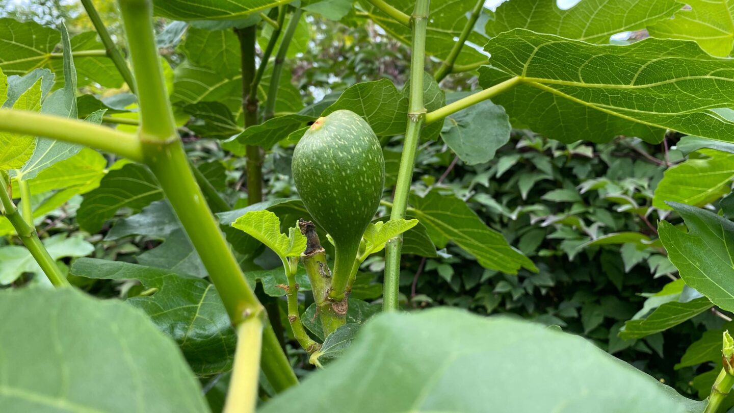 July Gardening - What To Do in the Garden in July july-gardening-fig