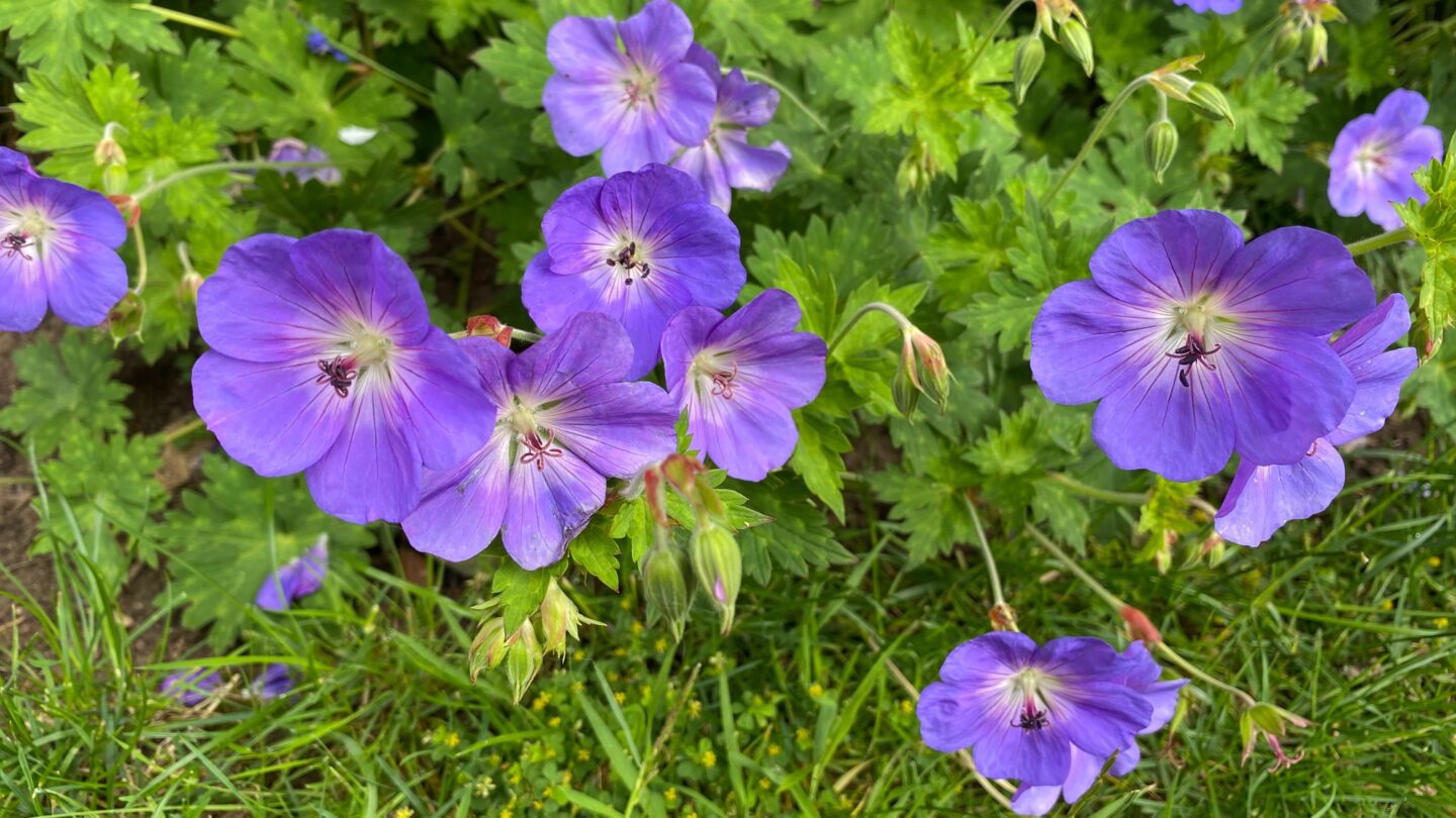 July Gardening - What To Do in the Garden in July july-gardening-geranium-rozanne