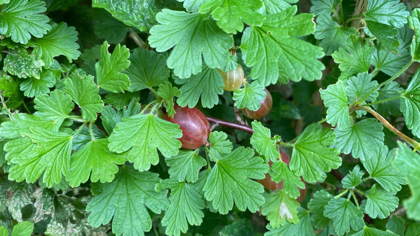 July Gardening - What To Do in the Garden in July july-gardening-gooseberries