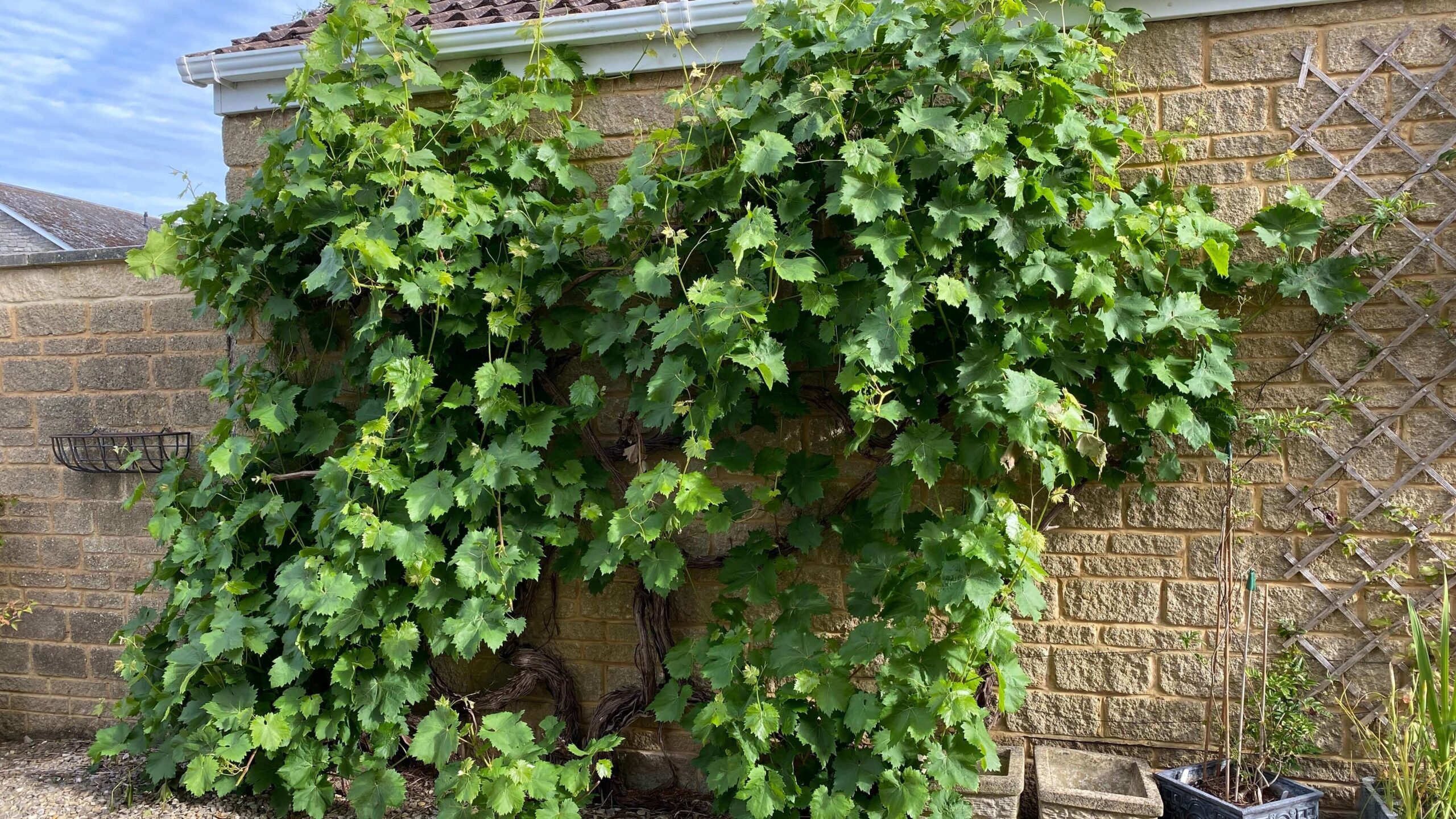 July Gardening - What To Do in the Garden in July july-gardening-grapevine